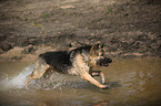 running Old German Shepherd