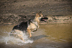 running Old German Shepherd