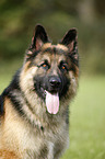 Old German Shepherd