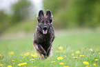 running Old German Shepherd