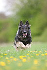 running Old German Shepherd