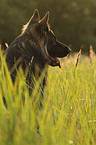 Old German Shepherd Portrait