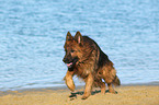 running Old German Shepherd