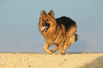 running Old German Shepherd