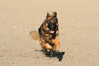 running Old German Shepherd