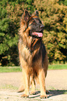 standing Old German Shepherd