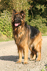 standing Old German Shepherd