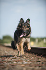 running Old German Shepherd