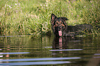 swimming Old German Shepherd