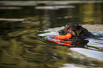 swimming Old German Shepherd