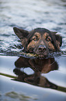swimming Old German Shepherd