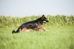 playing Old German Shepherd