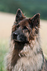 Old German Shepherd Portrait
