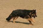 running Old German Shepherd