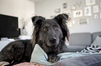 German Sherpherd Dog in apartment