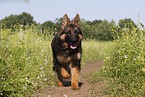 Old German Shepherd in summer