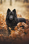 Old German Shepherd
