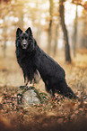 Old German Shepherd