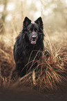 Old German Shepherd