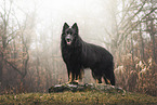 Old German Shepherd
