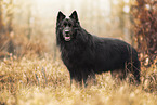 Old German Shepherd