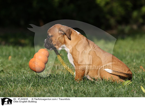 Olde English Bulldog / IF-04935