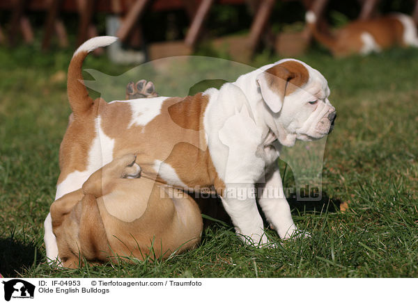 Altenglische Bulldoggen / Olde English Bulldogs / IF-04953