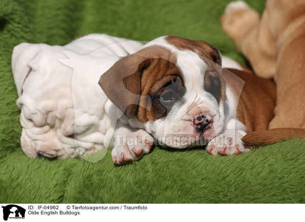 Altenglische Bulldoggen / Olde English Bulldogs / IF-04962