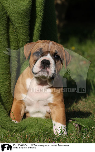 Altenglische Bulldogge / Olde English Bulldog / IF-04964