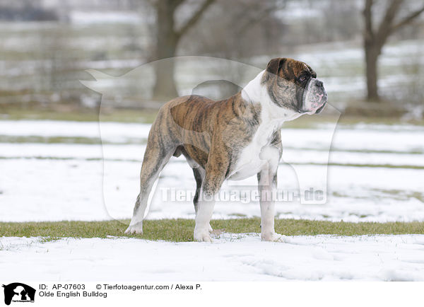 Olde English Bulldog / Olde English Bulldog / AP-07603