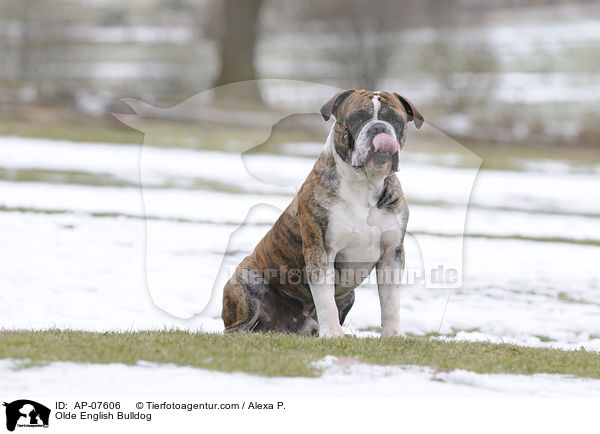 Olde English Bulldog / AP-07606