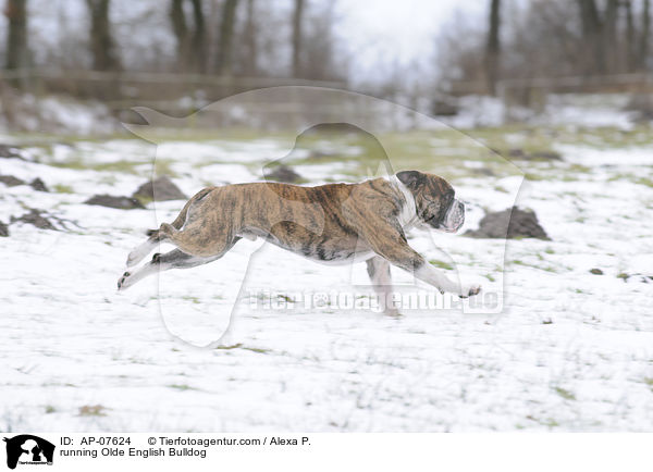 rennende Olde English Bulldog / running Olde English Bulldog / AP-07624