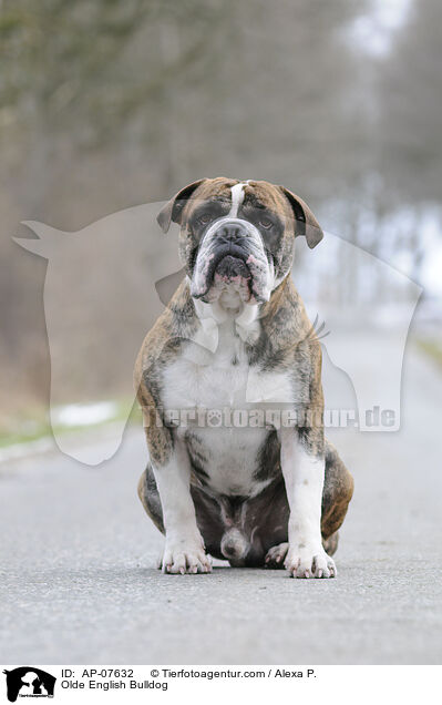Olde English Bulldog / Olde English Bulldog / AP-07632