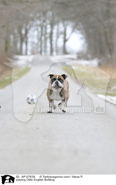 playing Olde English Bulldog / AP-07639