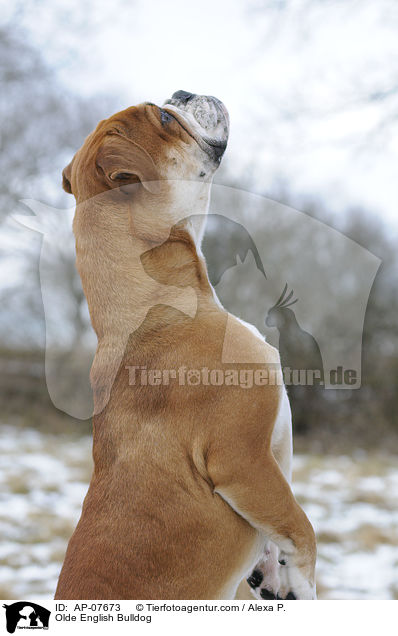 Olde English Bulldog / Olde English Bulldog / AP-07673