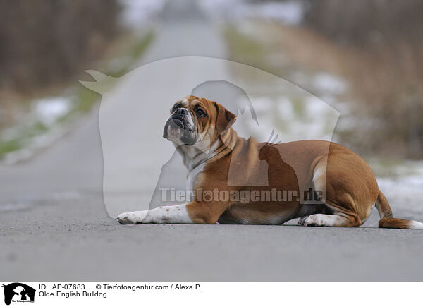 Olde English Bulldog / Olde English Bulldog / AP-07683