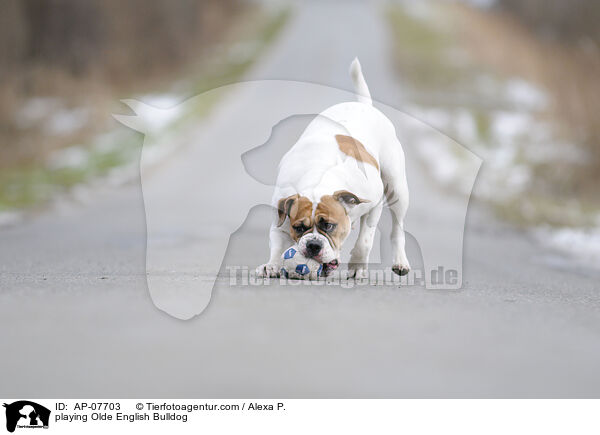 spielender Olde English Bulldog / playing Olde English Bulldog / AP-07703