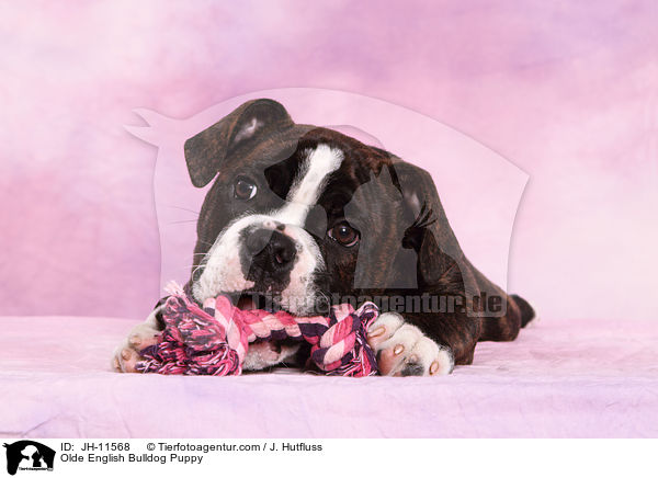 Olde English Bulldog Welpe / Olde English Bulldog Puppy / JH-11568