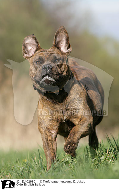 Olde English Bulldogge / Olde English Bulldog / DJ-02686