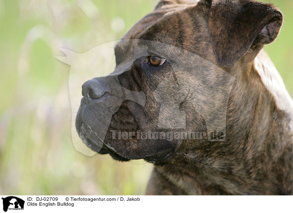 Olde English Bulldogge / Olde English Bulldog / DJ-02709