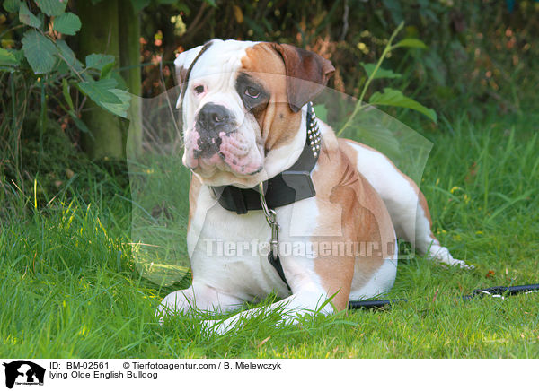 liegende Olde English Bulldog / lying Olde English Bulldog / BM-02561