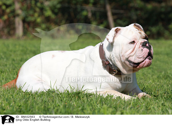 liegende Olde English Bulldog / lying Olde English Bulldog / BM-02563