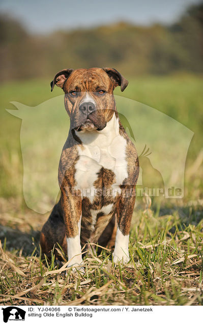 sitzende Olde English Bulldog / sitting Olde English Bulldog / YJ-04066