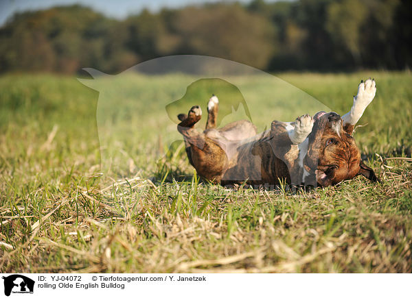 Olde English Bulldog w�lzt sich / rolling Olde English Bulldog / YJ-04072