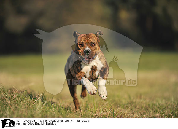 rennende Olde English Bulldog / running Olde English Bulldog / YJ-04093