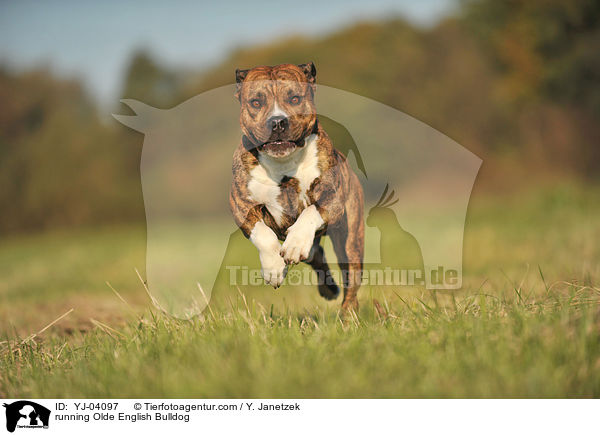 rennende Olde English Bulldog / running Olde English Bulldog / YJ-04097