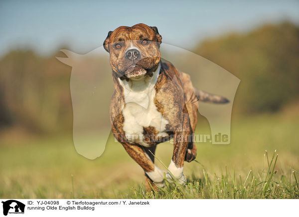 rennende Olde English Bulldog / running Olde English Bulldog / YJ-04098