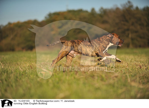 rennende Olde English Bulldog / running Olde English Bulldog / YJ-04103