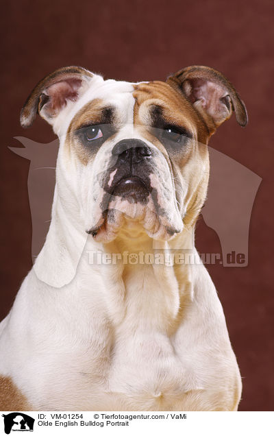 Olde English Bulldog Portrait / Olde English Bulldog Portrait / VM-01254