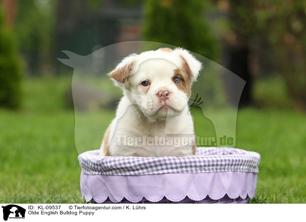 Olde English Bulldog Welpe / Olde English Bulldog Puppy / KL-09537